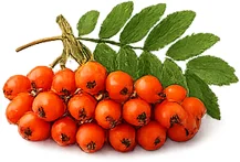 Cardionix — rowan berry extract (mountain ash)
