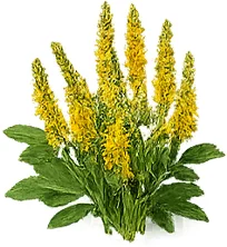 Cardionix — sweet clover, melilot extract